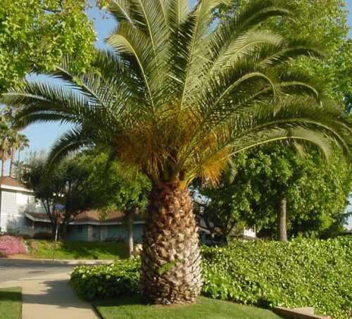 Pinapple palm trees