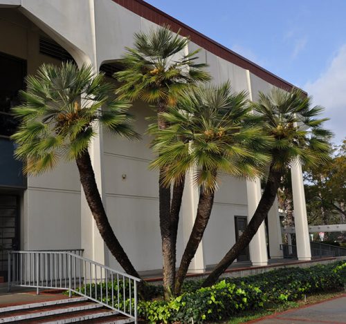 Mediterranean Fan Palm Trees