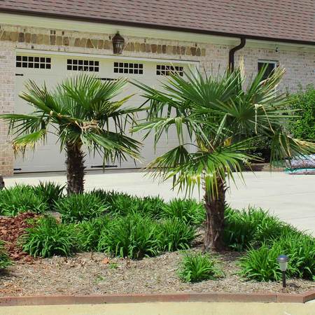 Windmill Palm Trees