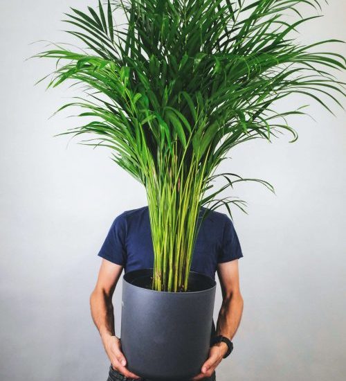 areca palm on man hands