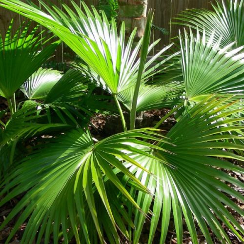 chinese fan palm trees for landscapes element