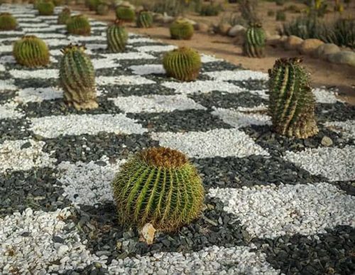 Desert Landscape with Patterned Pebbles