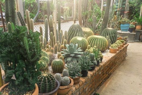 Desert Landscape with Raised Cactus Bed