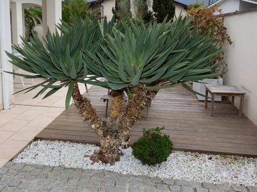 Desert landscape with Petite Palm