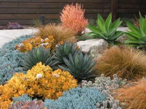 Desert landscape with colorful succulent