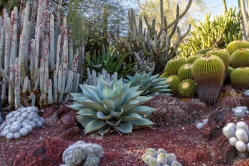 High and low desert landscape idea