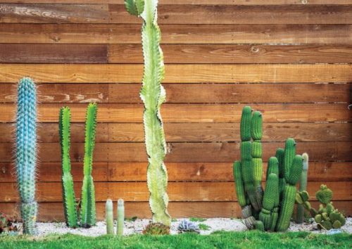 cactus contrast landscape