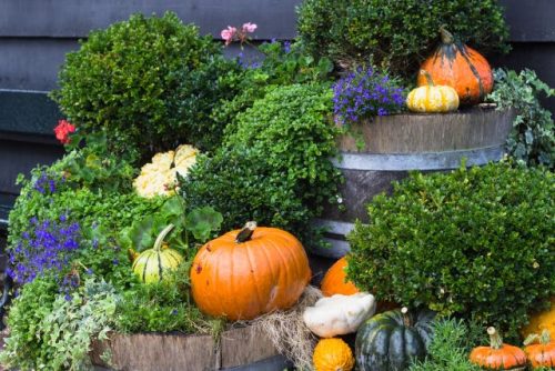 Simple fall landscape idea from potted plants and pumpkins