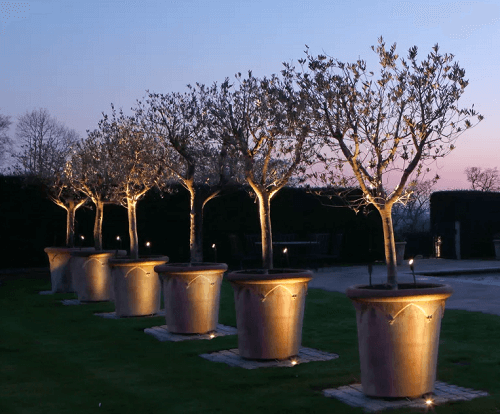 Potted olive tree with outdoor solar light