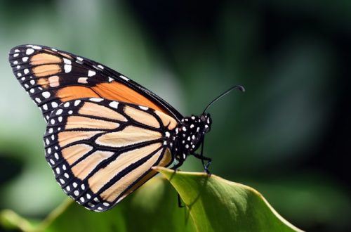 Best time to visit Mexico for butterfly watching