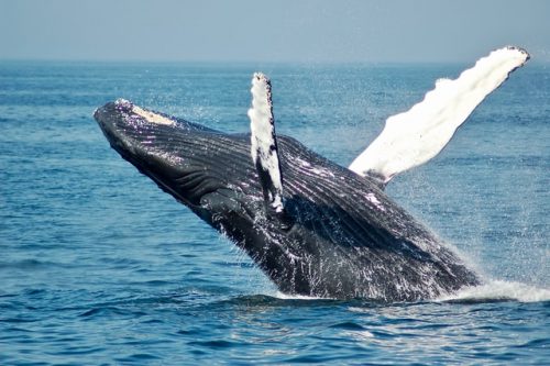 Best time to visit Mexico for whale watching